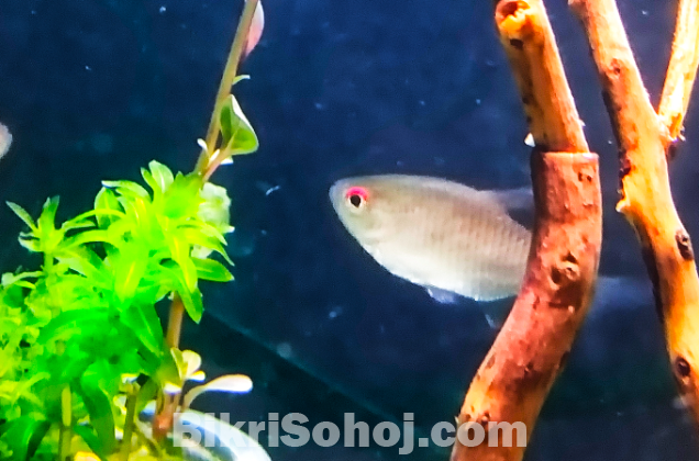 ৬ পিস Red Eye Tetra মাছ